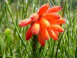 Erica cerinthoides flower colours